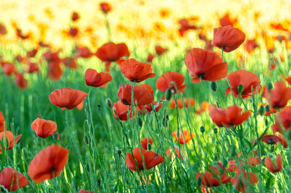 Wild Red - Red poppies captured in soft natural light with rich contrast