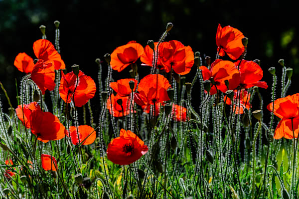Wild Fire - Red poppies against a dark background in dramatic natural light