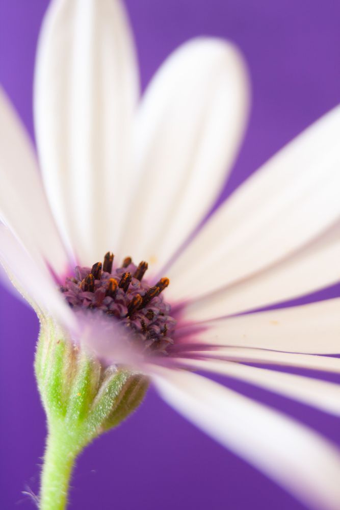 The Elegant Form - White flower against a soft purple background in minimalist composition