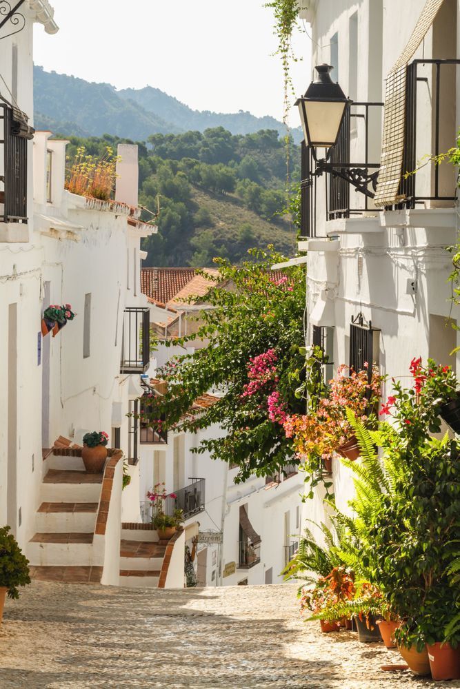 The Flowered Street - White street with plants, textures, and natural light