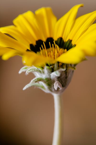 The Yellow Balance - Minimalist yellow flower captured in soft natural light