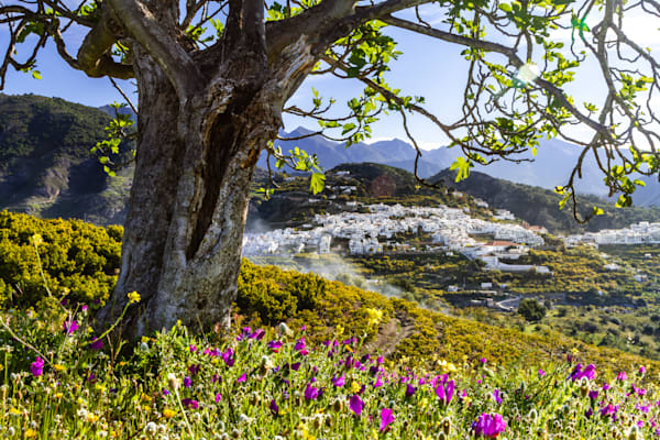 The Tree and the Village - Mediterranean landscape with tree overlooking a white village