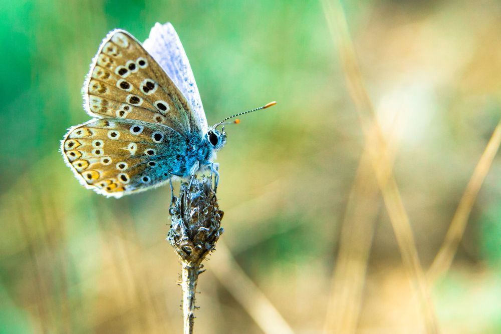 The Silent Visitor - Fine art macro photography with delicate textures and calm tones