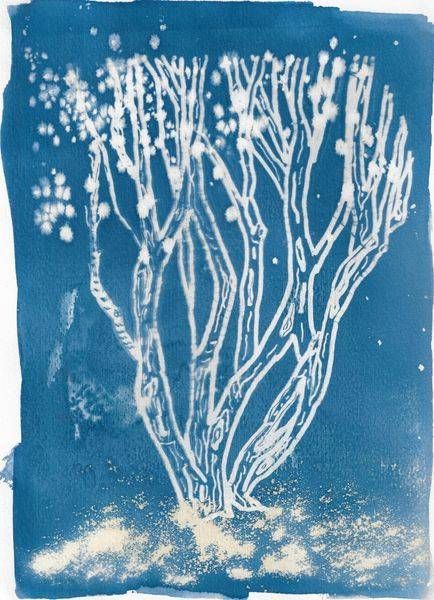 Cyanotype Sun Prints