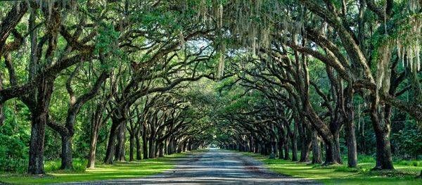 Wormsloe Photography Art | stuartPhoto