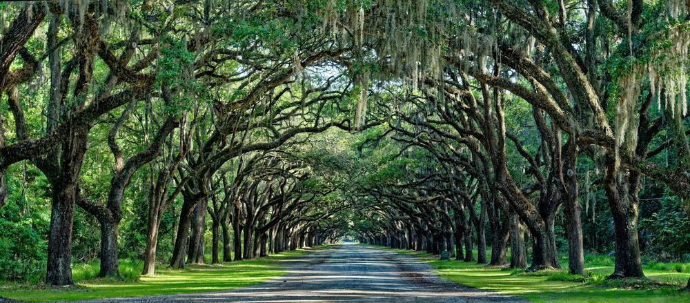 Wormsloe Photography Art | stuartPhoto