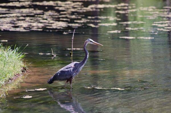 The Heron Hunter — Fine Art Wildlife Photograph