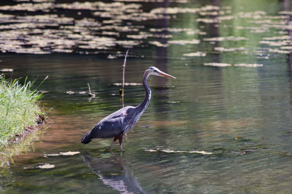 The Heron Hunter — Fine Art Wildlife Photograph