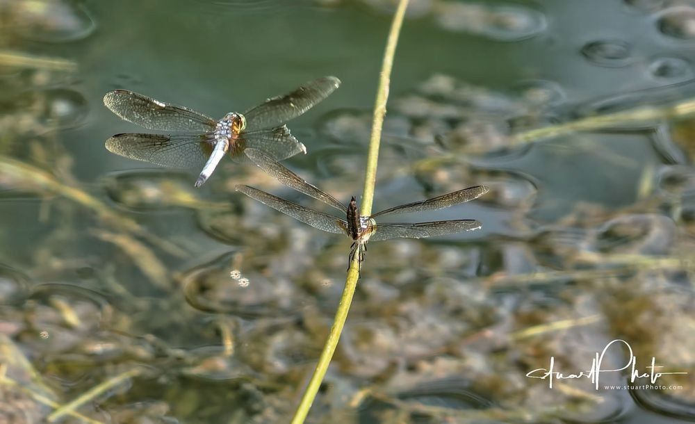 Photographs of dragon flies on a reed