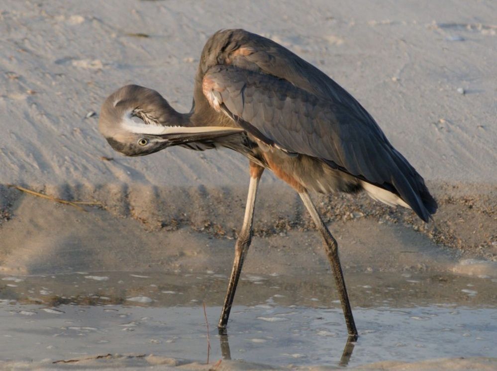 photograph of great blue heron preening on the seashore