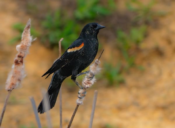 Red-winged Blackbird Photograph — Wildlife Print