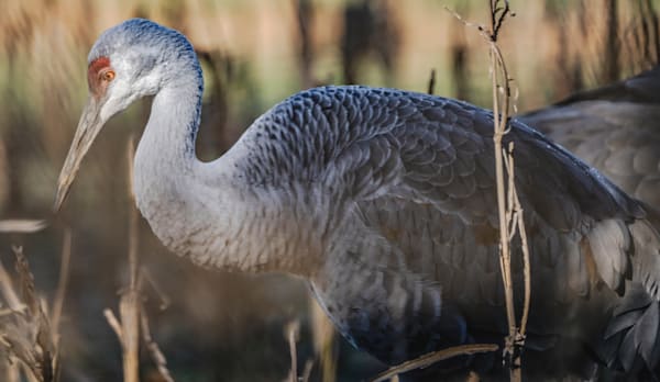 uted Morning: Sandhill Crane Wildlife Photograph