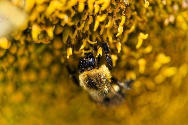 Golden Harvest: A Bee’s Journey Through a Sunflower
