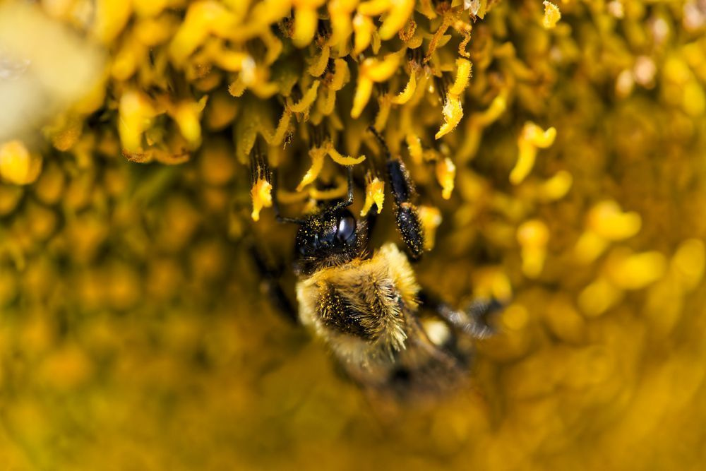 Golden Harvest: A Bee’s Journey Through a Sunflower