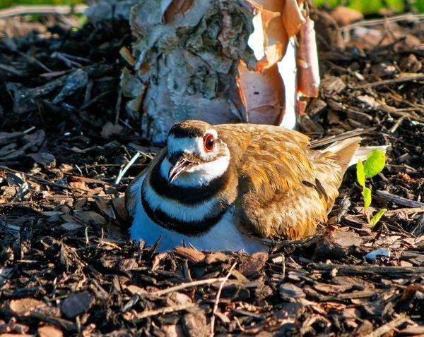 Wildlife