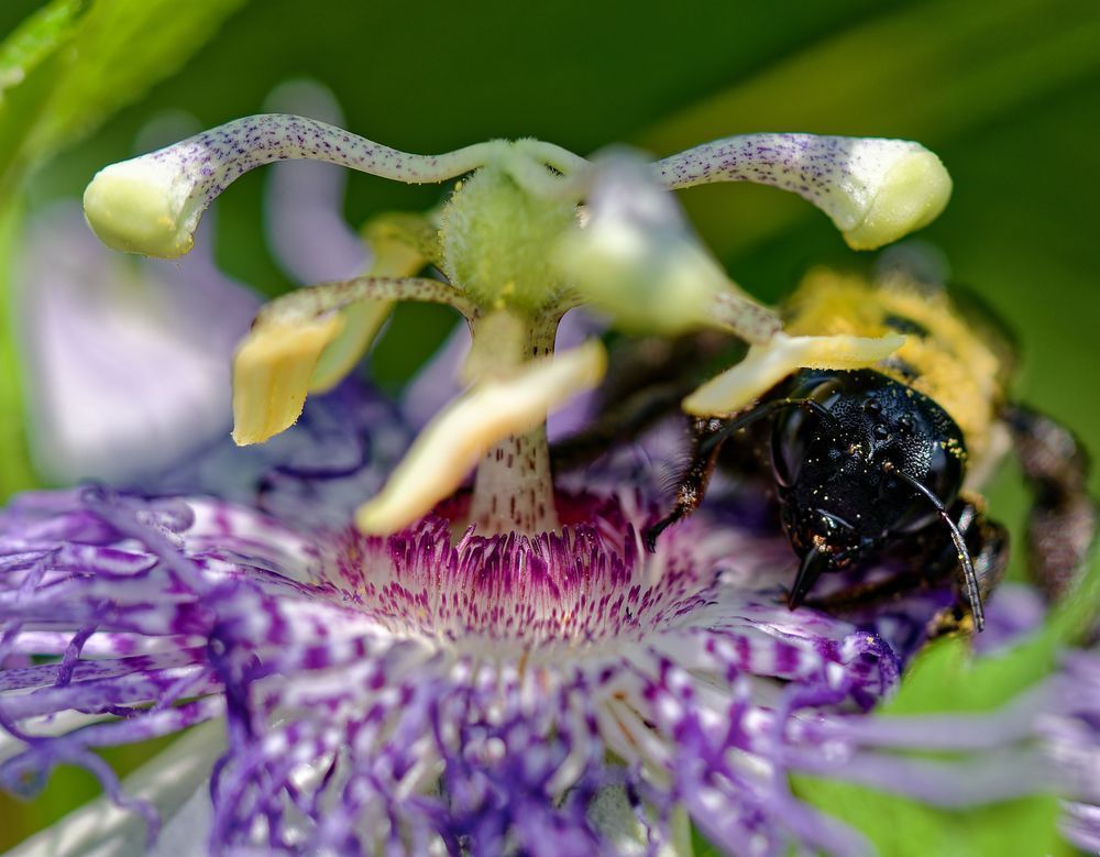 Pure Pollen Pleasure — Macro Bee & Passionflower Photo
