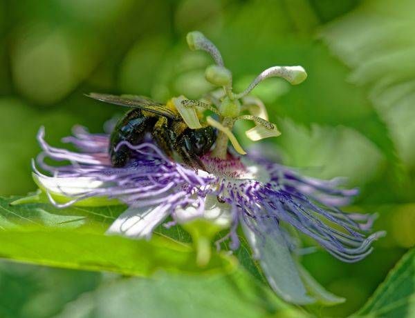 Macro Bee & Passionflower Photography Print