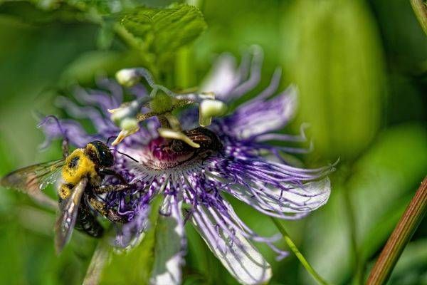 Pollination Focus — Macro Bee on Passionflower Photo