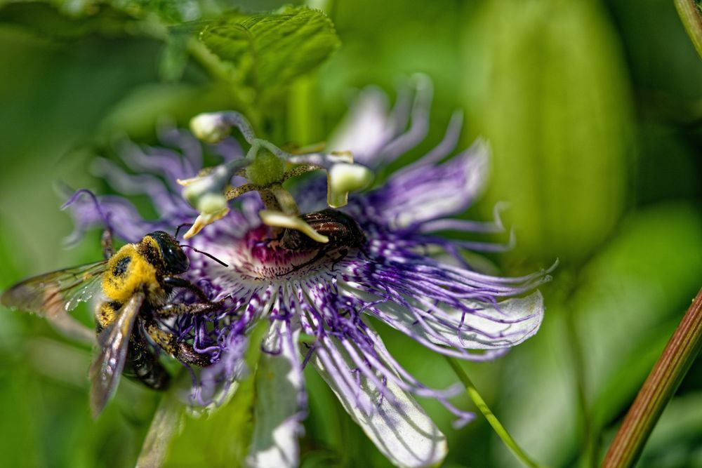 Pollination Focus — Macro Bee on Passionflower Photo