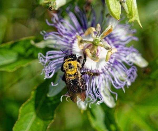 Pollen Collector — Macro Bee Fine Art Photography Print
