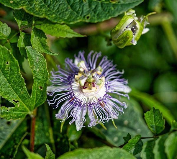 Macro Passion Flower Fine Art Print