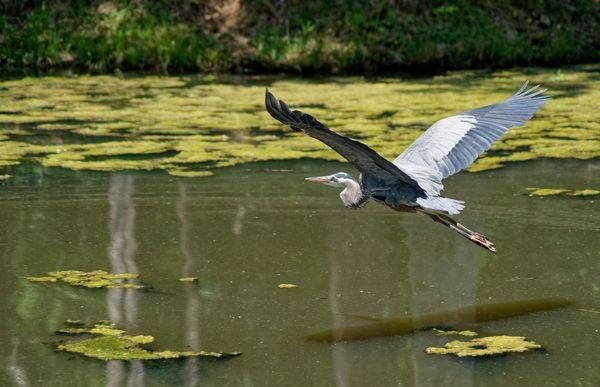 The Beauty of Flight