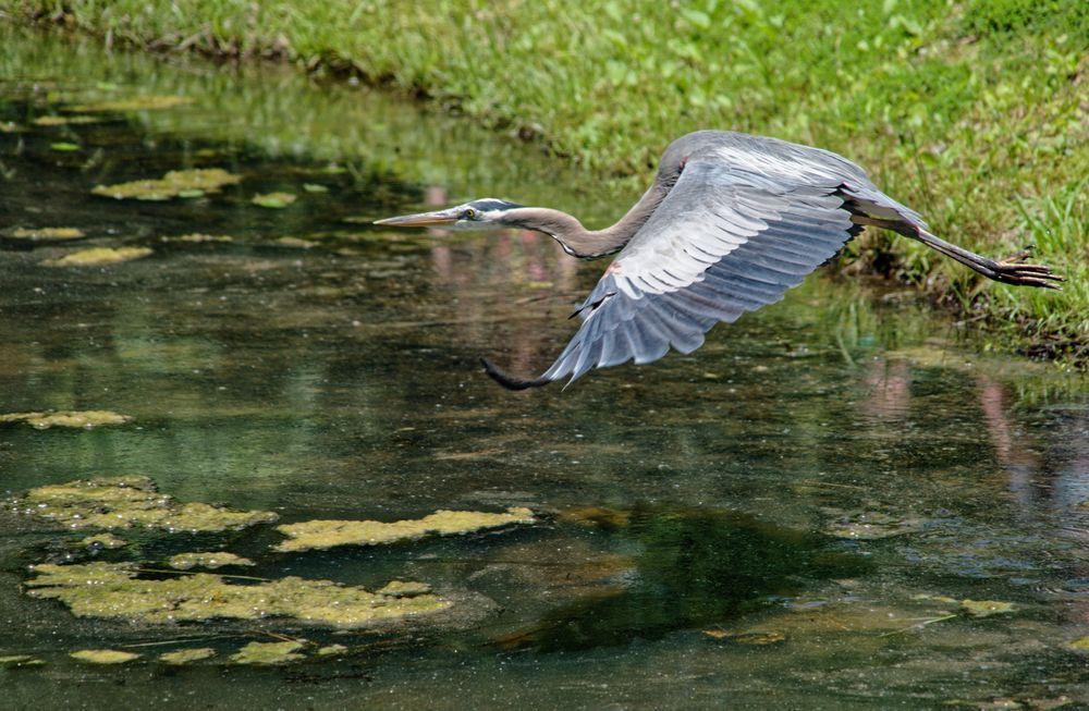 Elegance in flight. 