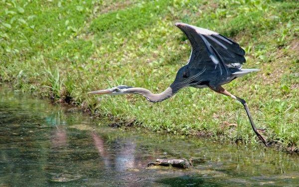 Taking Flight — Great Blue Heron Fine Art Photo