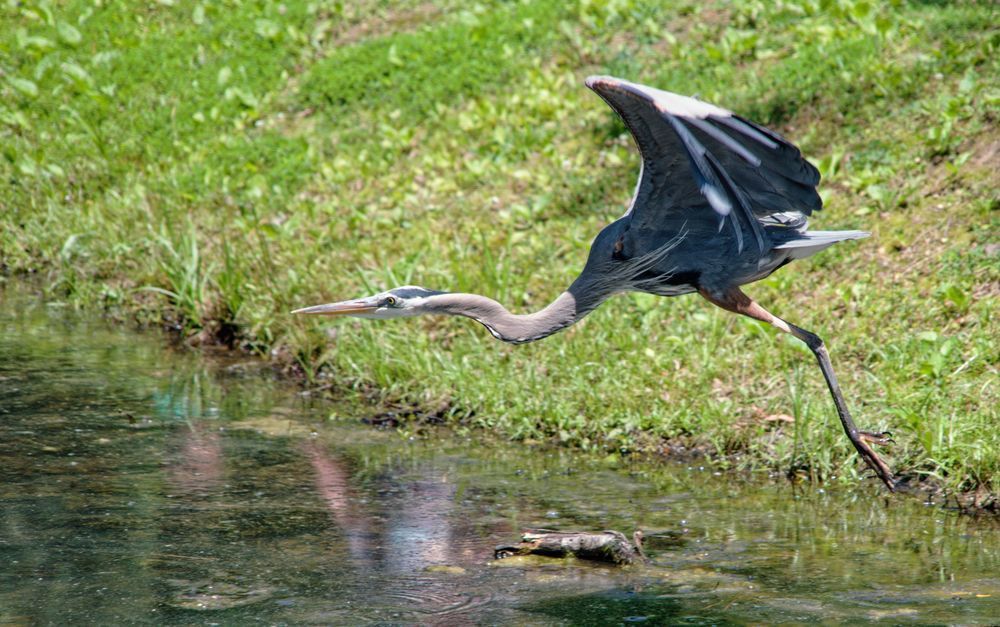 Taking Flight — Great Blue Heron Fine Art Photo