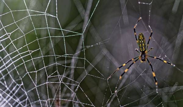 The Macro World