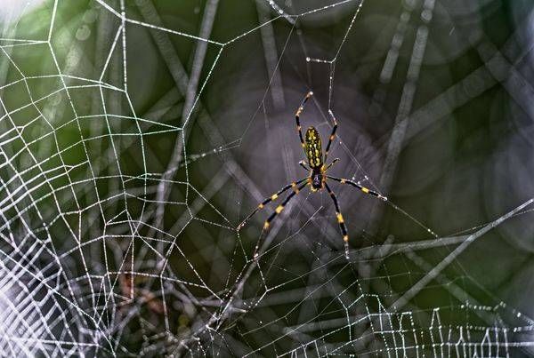 Dew-Covered Joro Spider Web on a Morning Walk