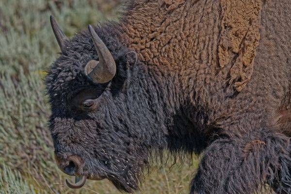 Wildlife
