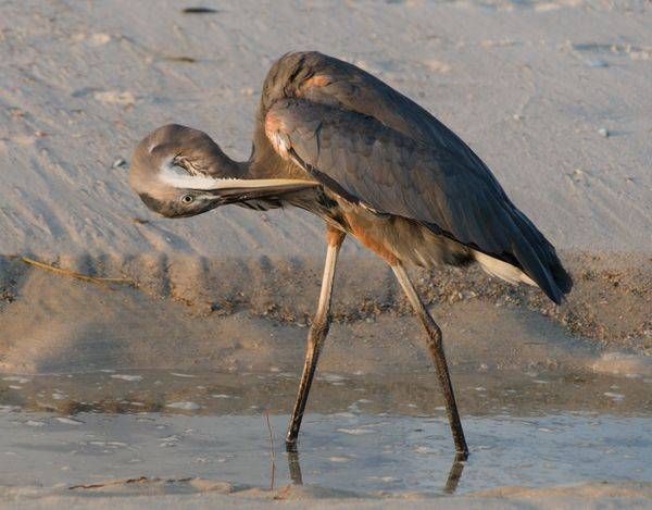 The Great Blue Heron at Sunrise