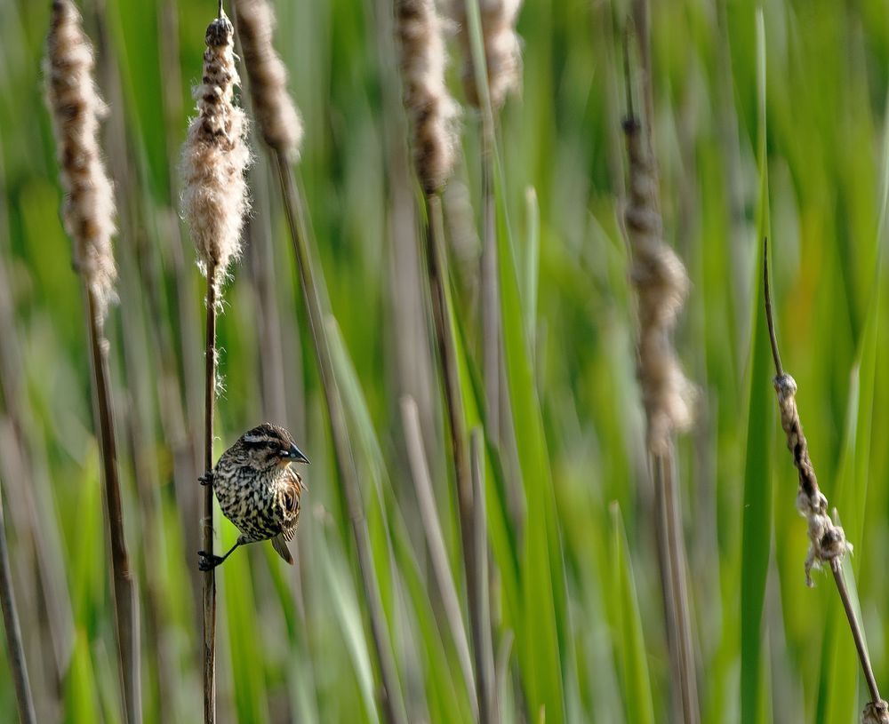 Bird On A Cattail Photography Art | stuartPhoto