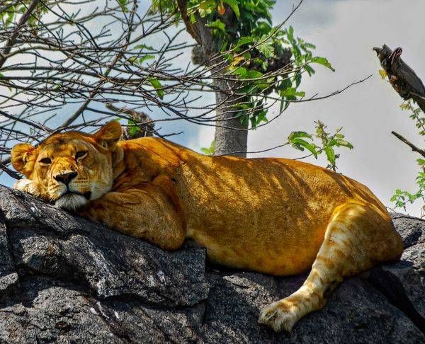 Wildlife