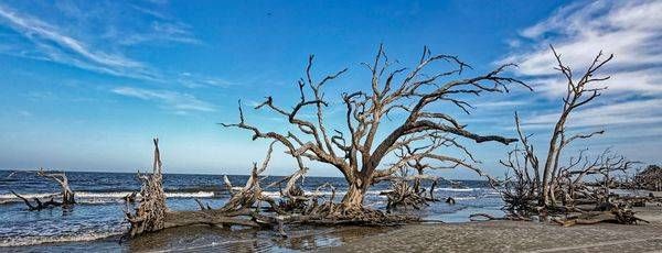 Sea Forest Present Driftwood Growing From The Ocean