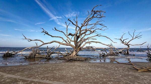 Ocean Trees