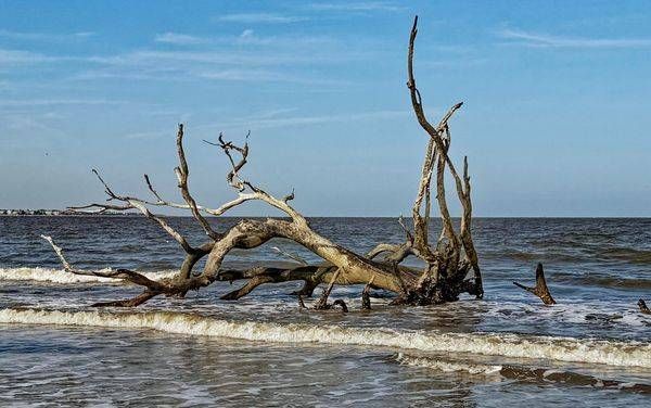 Driftwood Beach Savannah