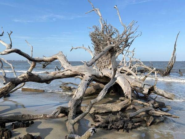 The Octopus Tree at Driftwood Beach