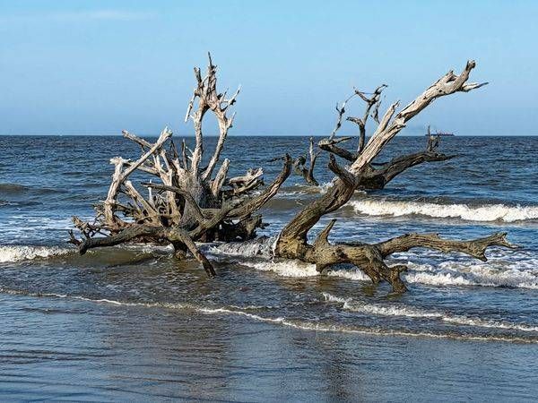 Tidebound Driftwood — Coastal Seascape Photo Print