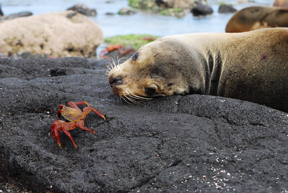 Crab & Seal Encounter - Wildlife Photograph, Fine Art Print