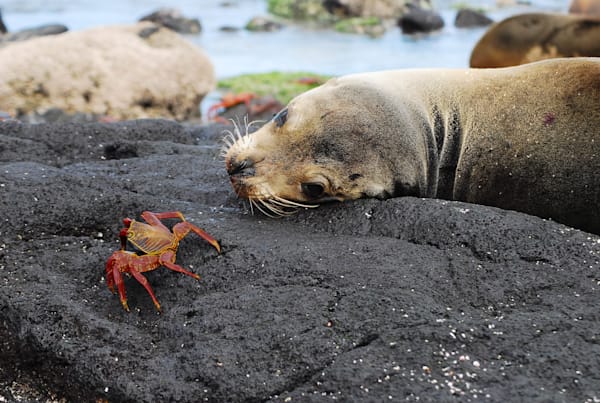 Crab & Seal Encounter - Wildlife Photograph, Fine Art Print