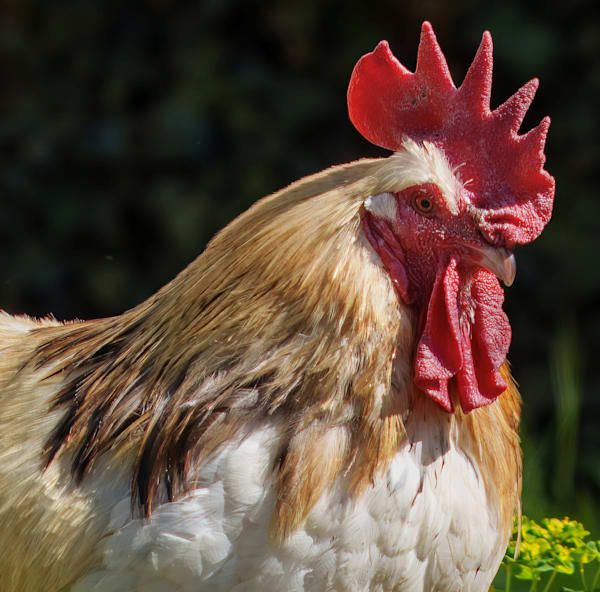 A Rooster At Monets Garden France Photography Art | stuartPhoto