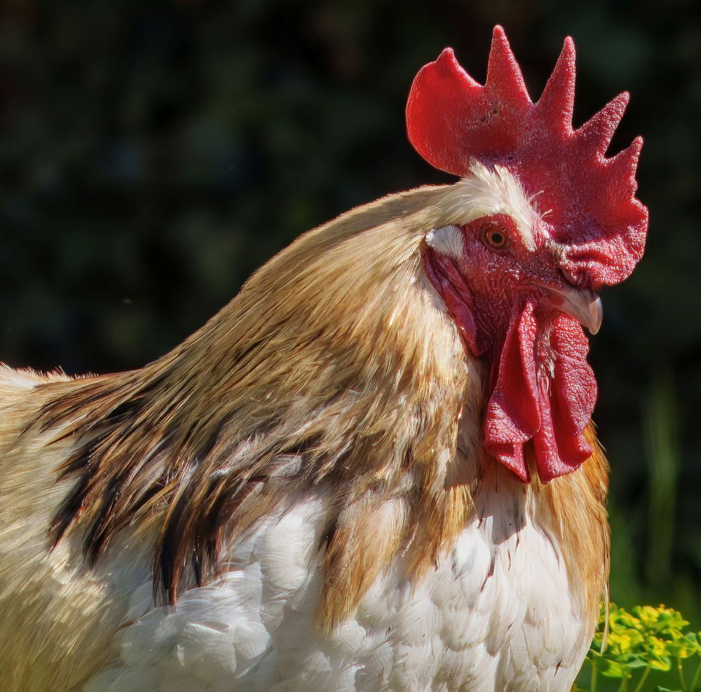 A Rooster At Monets Garden France Photography Art | stuartPhoto