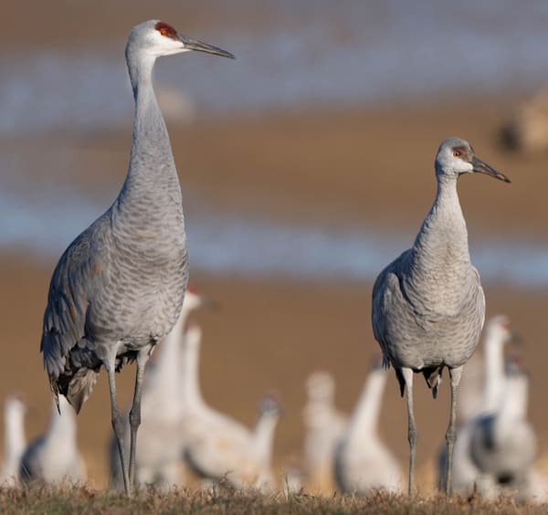 A Pair Of Sandhill Cranes Photography Art | stuartPhoto