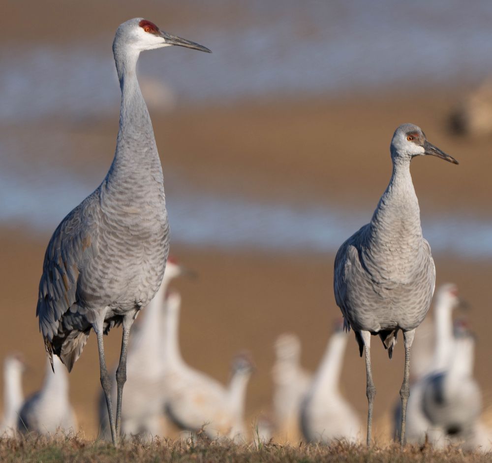 A Pair Of Sandhill Cranes Photography Art | stuartPhoto