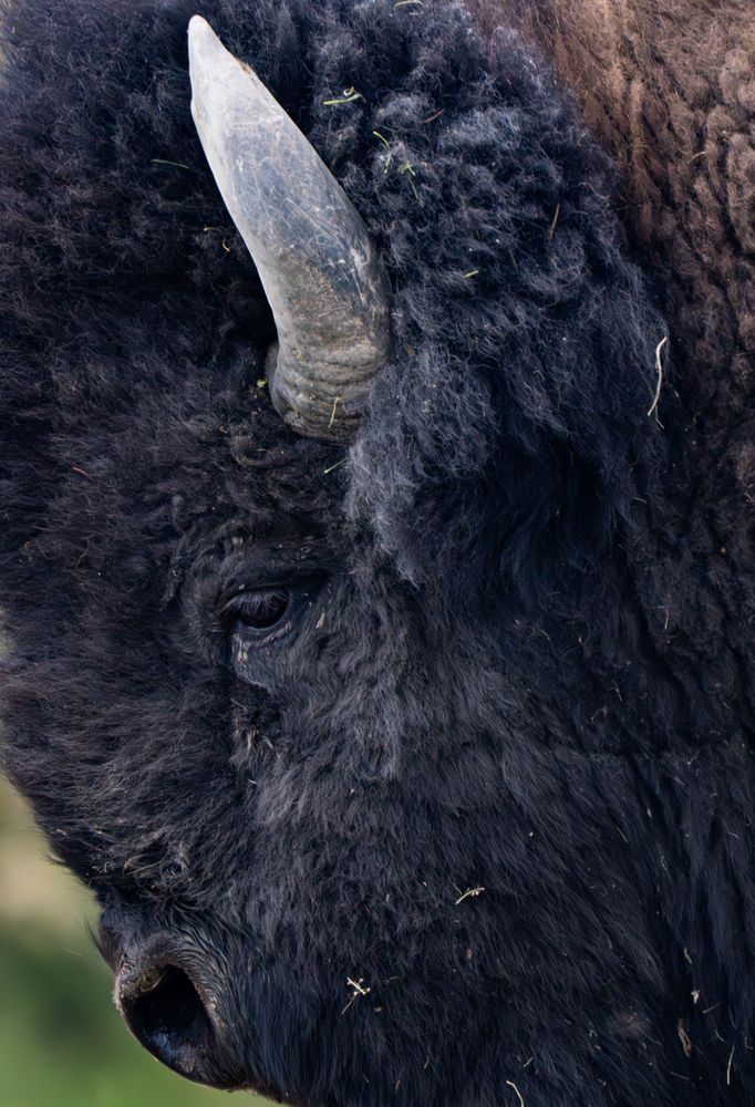 A Thoughtful American Bison Photography Art | stuartPhoto