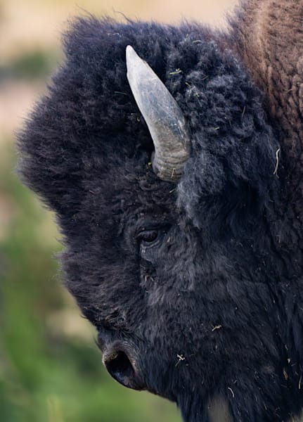 Bison Profile Photograph — Wildlife Fine Art Print