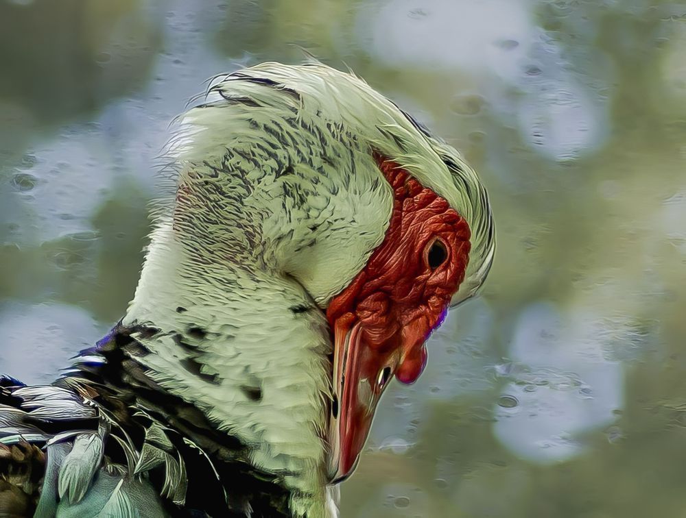 A Muscovy Portrait Photography Art | stuartPhoto