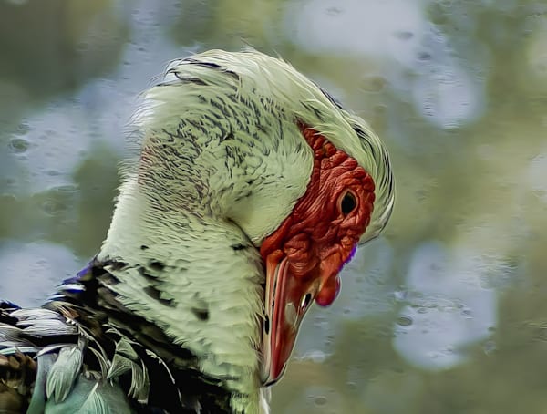 A Muscovy Portrait Photography Art | stuartPhoto